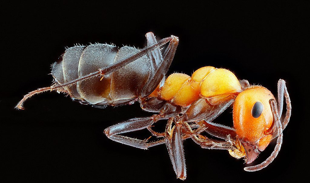 Ant Control service in Palo Alto, CA