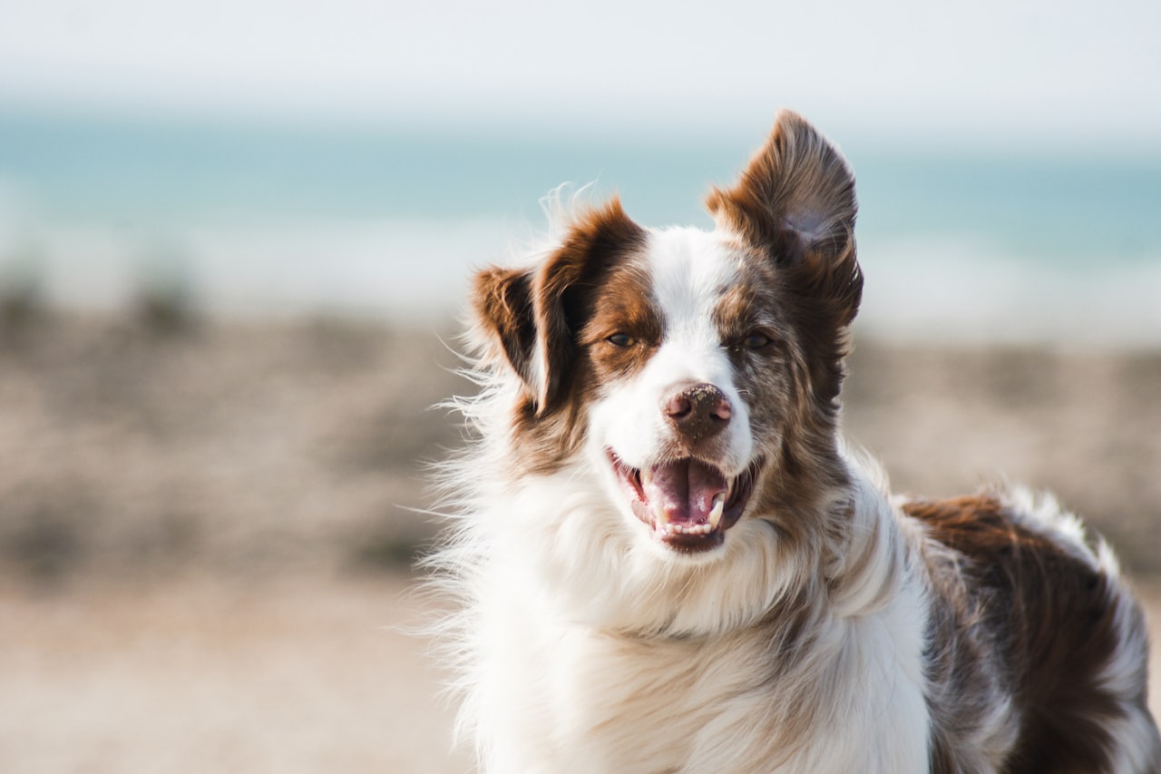 Flea & Tick Control service in Palo Alto, CA