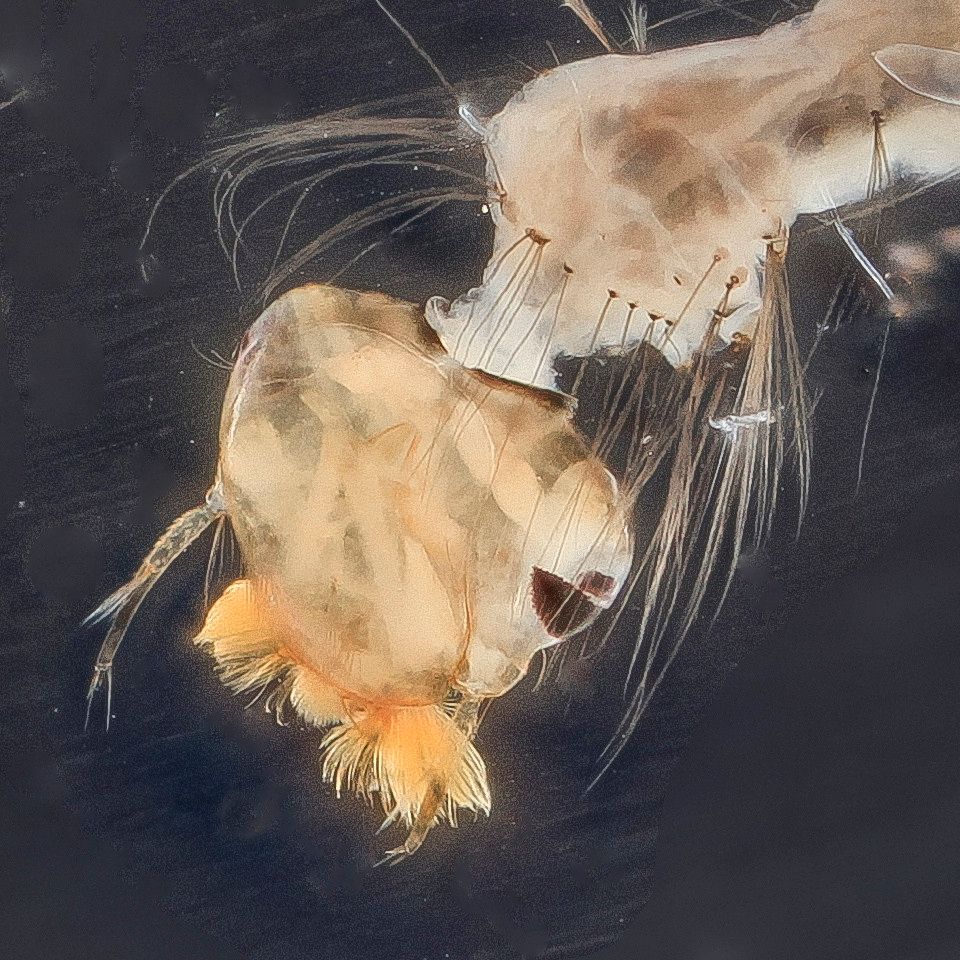 Mosquito Control service in Palo Alto, CA