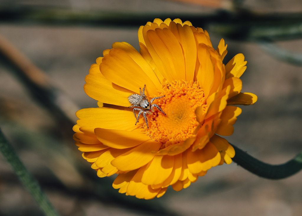 Spider Control service in Palo Alto, CA